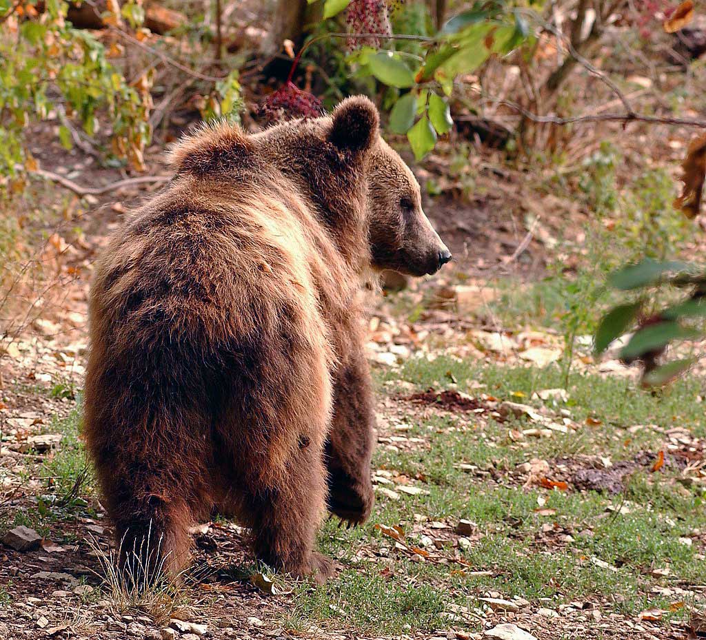 Erlebnisse im alternativen Bärenpark Worbis mit dem Hotel und Restaurant Norddeutscher Bund